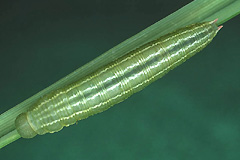 C. tullia